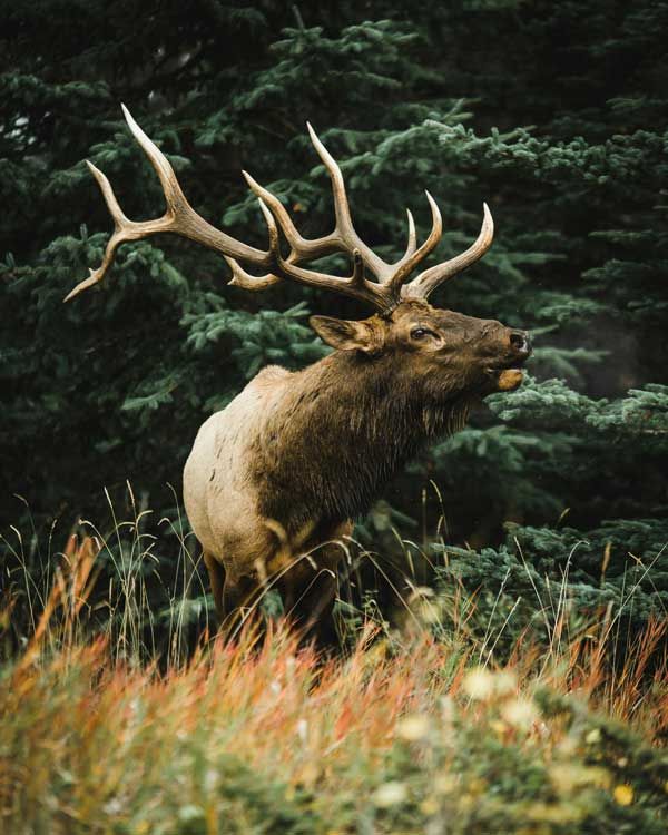 An Elk Bugling In The Forest near Canmore