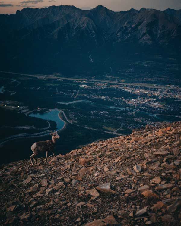 A Big Horn Sheep On a Slope Above Canmore