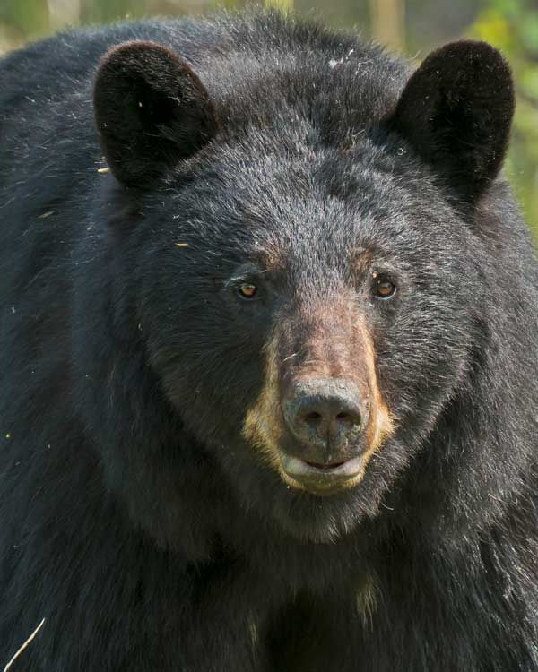 A Black Bear in the Summer